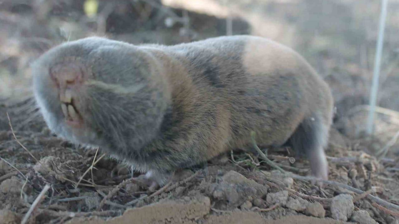 Güneydoğu Anadolu'da üç yeni endemik kemirici türü keşfedildi