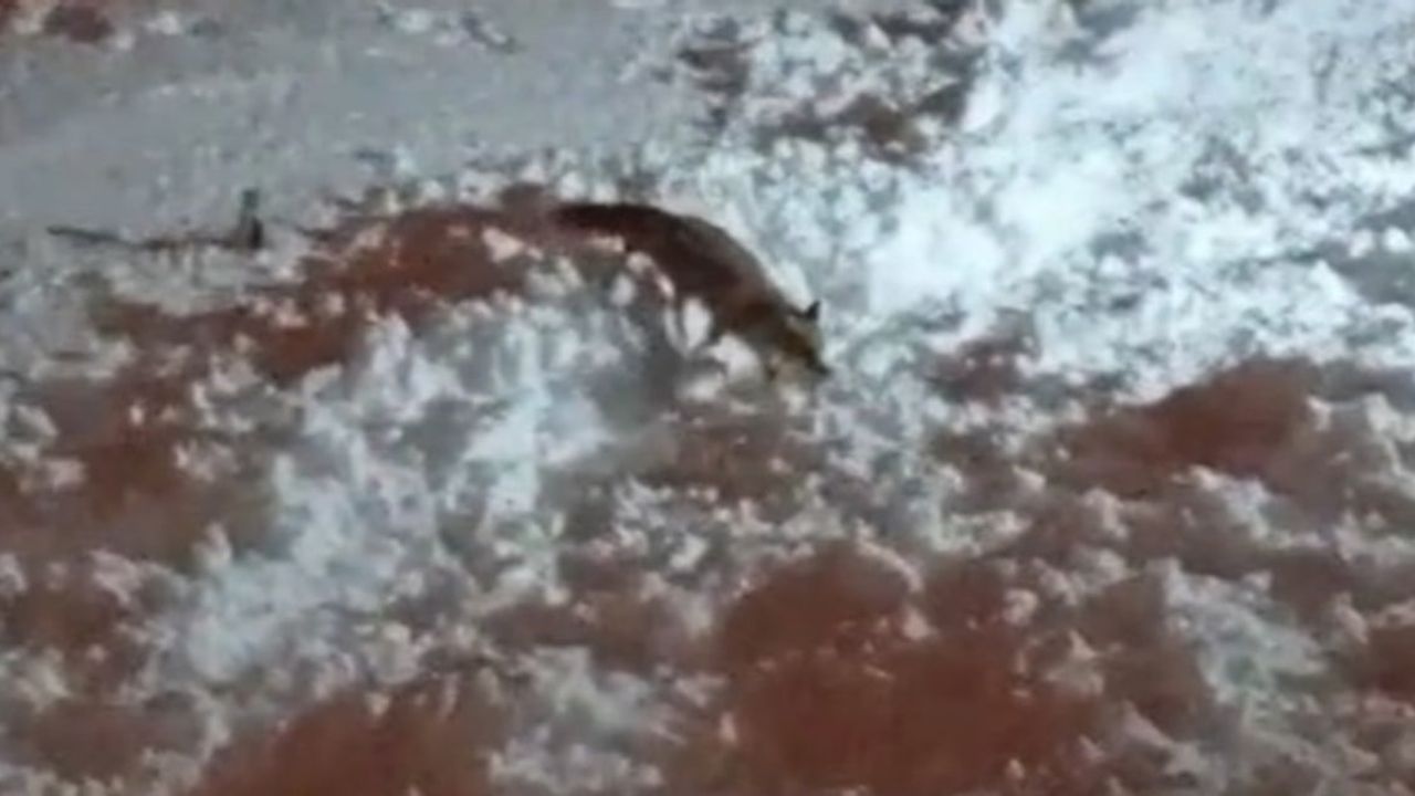 Hakkari'de aç kalan tilkiler şehir merkezine indi