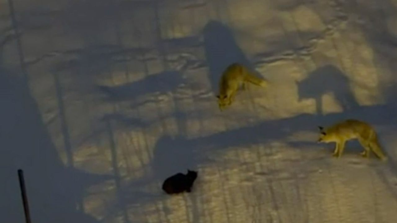 Hakkari'de iki tilki ile bir kedinin yiyecek mücadelesi