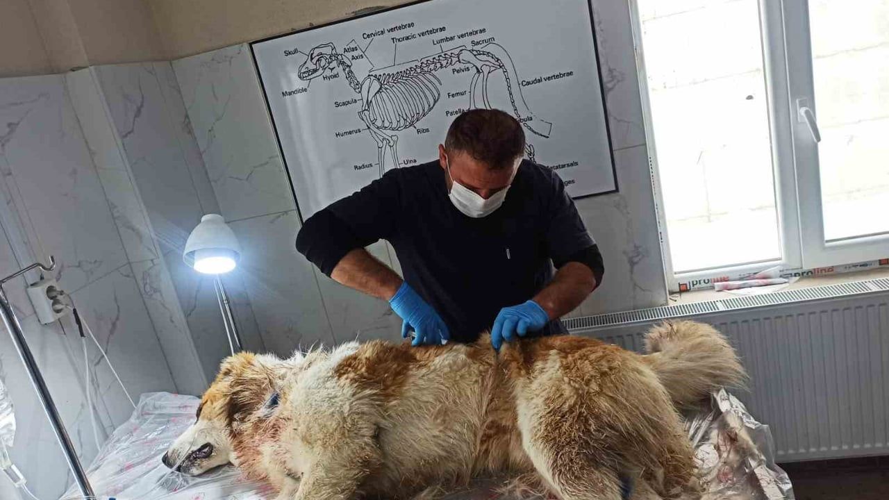 Hakkari'de kurt saldırısına uğrayan çoban köpeği yaralandı