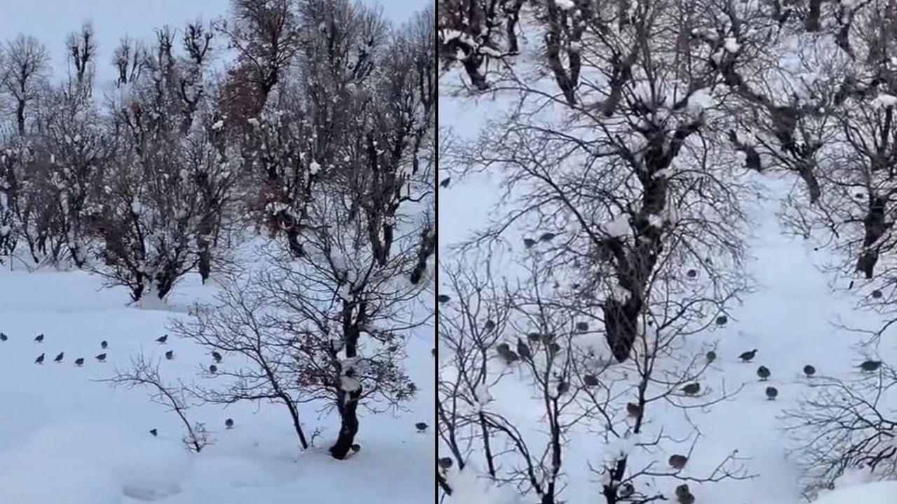 Hakkari Geçitli'de keklik sürüleri köylere indi