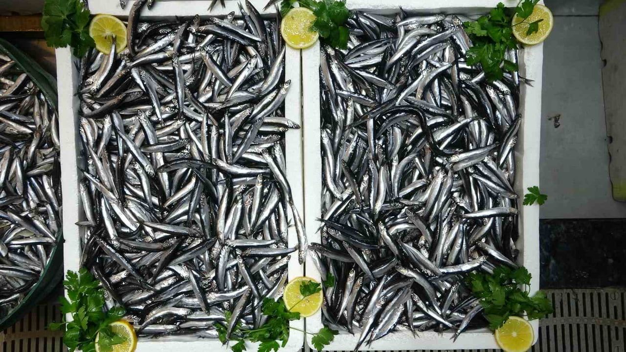 Hamsi İhracatında Avrupa Pazarının Üstünlüğü