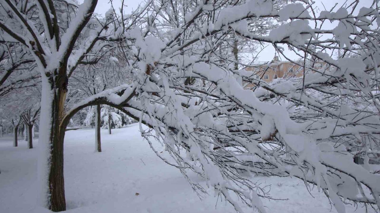 Harput'ta yoğun kar ağaçları kırdı