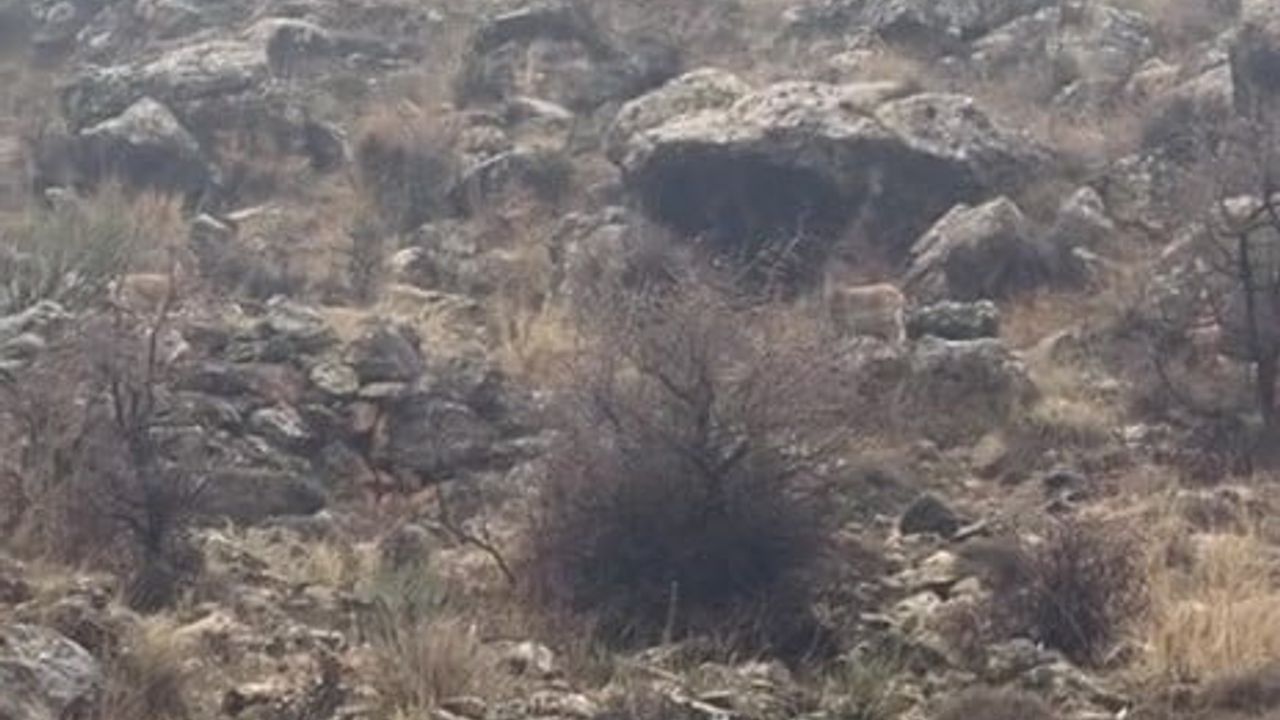 Hasankeyf’te duyarlı sürücü durdu, dağ keçileri güvenle yolunu geçti