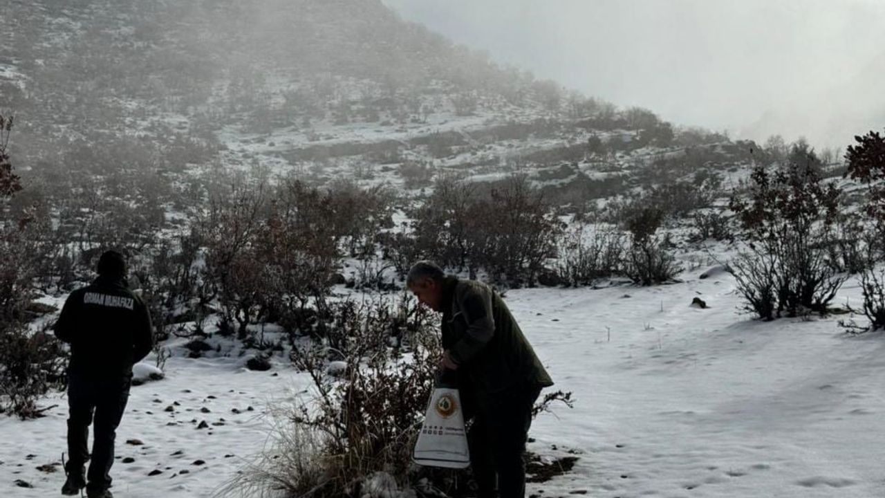 Hasankeyf'te Orman İşletme Şefliği'nden yaban hayata yem desteği