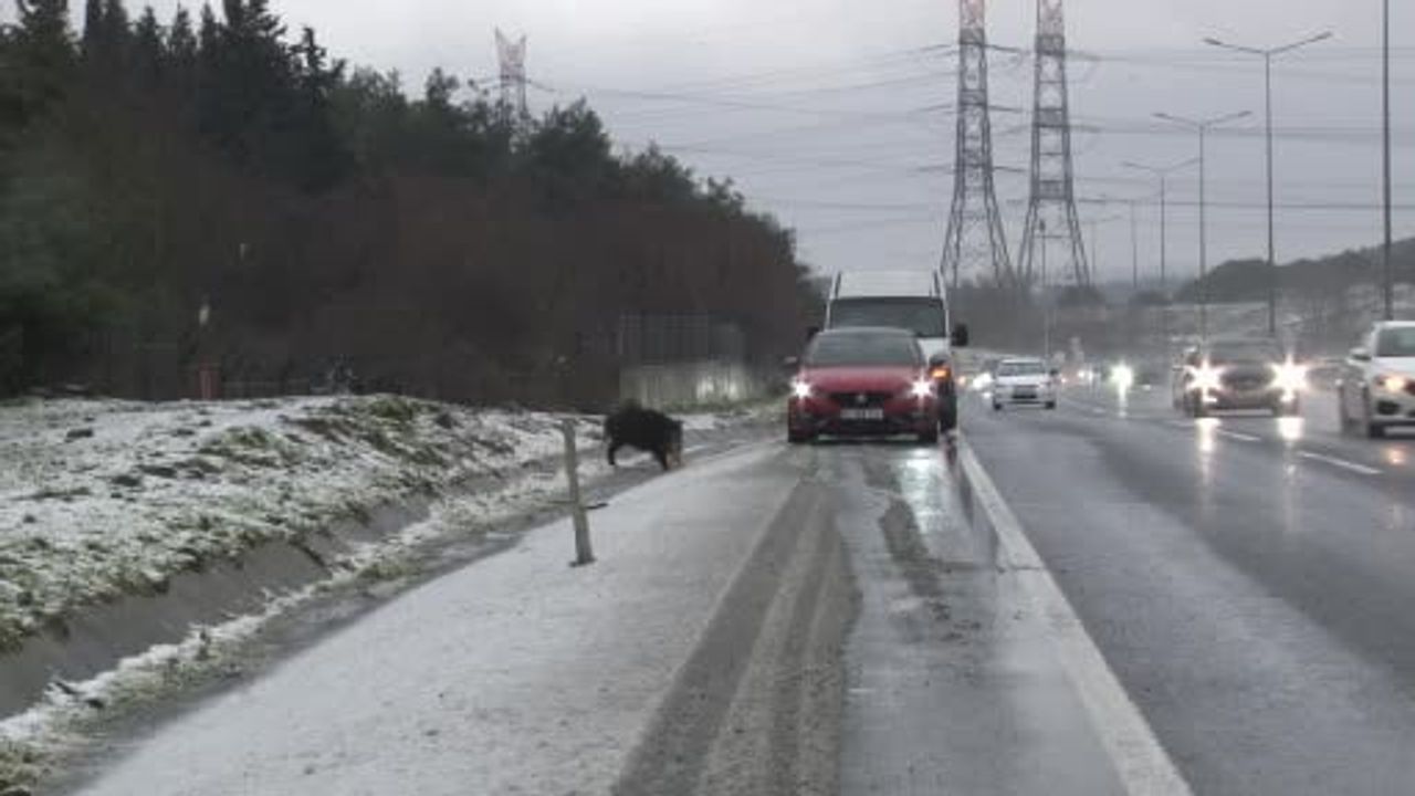Hasdal-Kemerburgaz yoluna inen yaban domuzu ilgi çekti