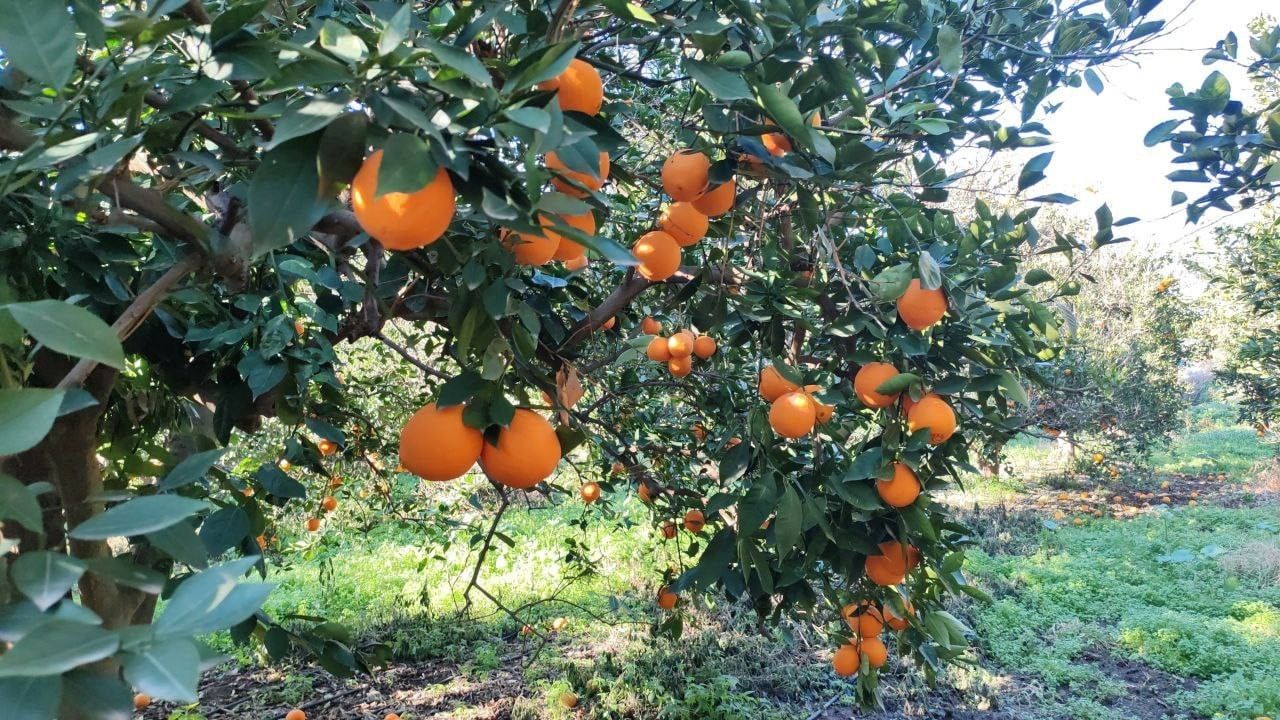 Hatay'da 2 buçuk ton portakal çalan 5 kişi suçüstü yakalandı