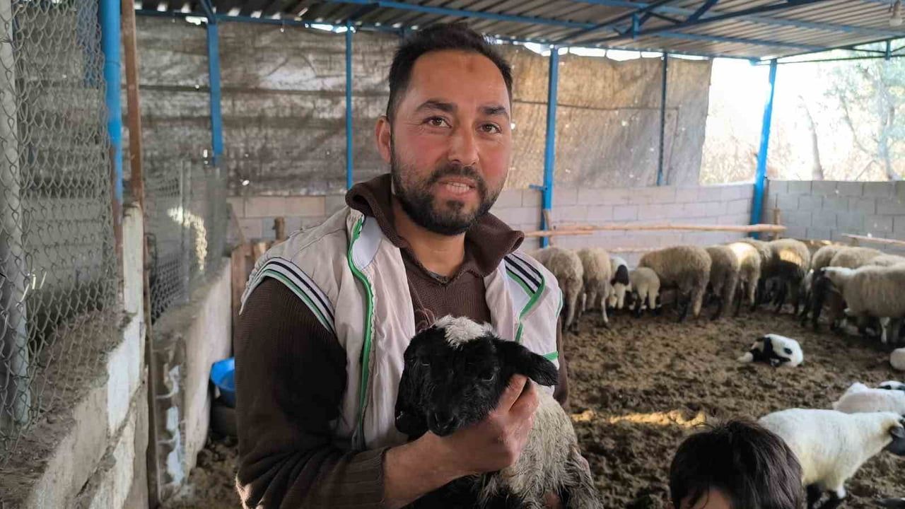 Hatay'da çift başlı ve dört gözlü kuzu hayata tutundu