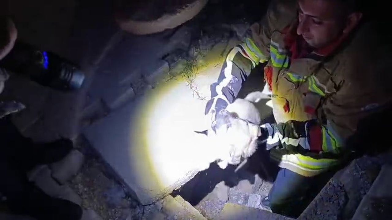 Hatay'da kuyudan kurtarılan yavru köpek annesine kavuştu