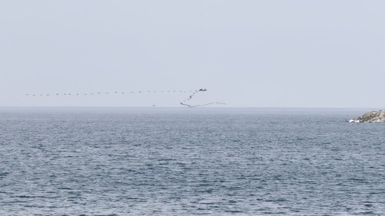 Hopa açıklarında senkronize göç: karabatak sürülerinin yoğun uçuşu