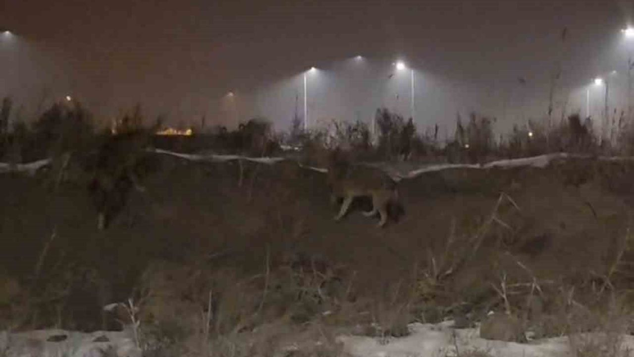 Iğdır'da kurt sürüleri yerleşimlere indi