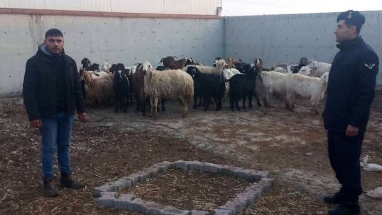 Ilgın'da çalınan 48 koyun jandarma tarafından bulundu ve sahibine teslim edildi
