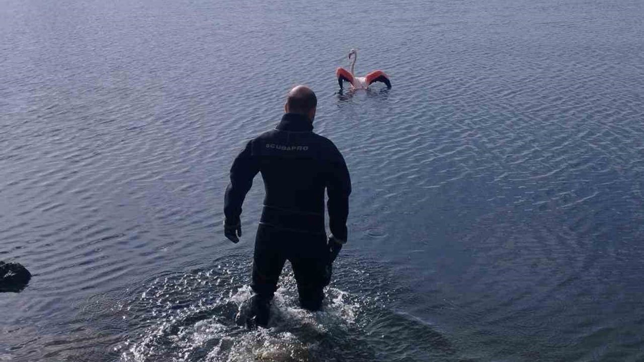İnciraltı'nda ipe dolanan flamingo İzmir İtfaiyesi tarafından kurtarıldı