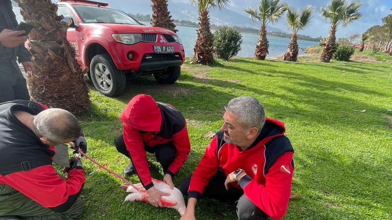 İnciraltı'nda misina tuzağından kurtarılan flamingo doğaya salındı