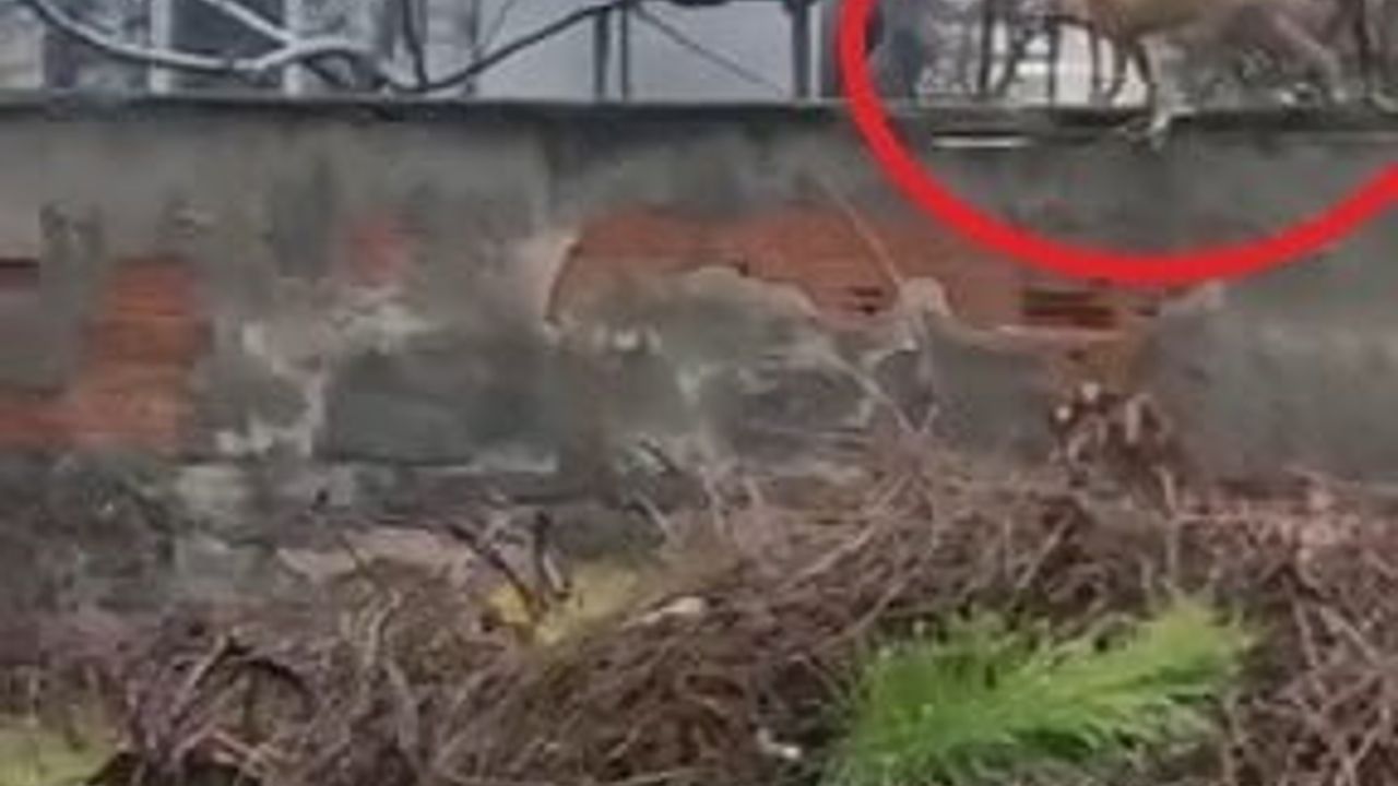 İnegöl'de şehir merkezine inen tilki ilgi odağı oldu