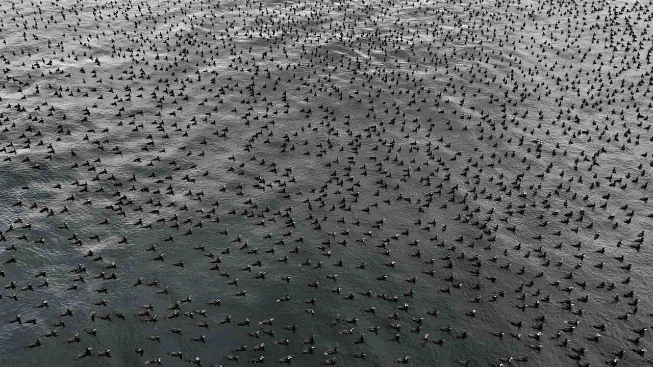 İstanbul Boğazı'nda 'Damatlık' Tüyleriyle Karabataklar Bir Araya Geldi