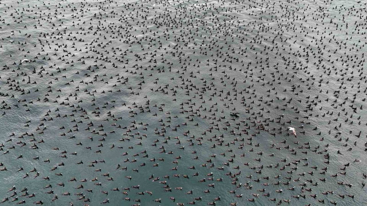 İstanbul’da Binlerce Karabatak Marmara’da Denizde Bir Araya Geldi