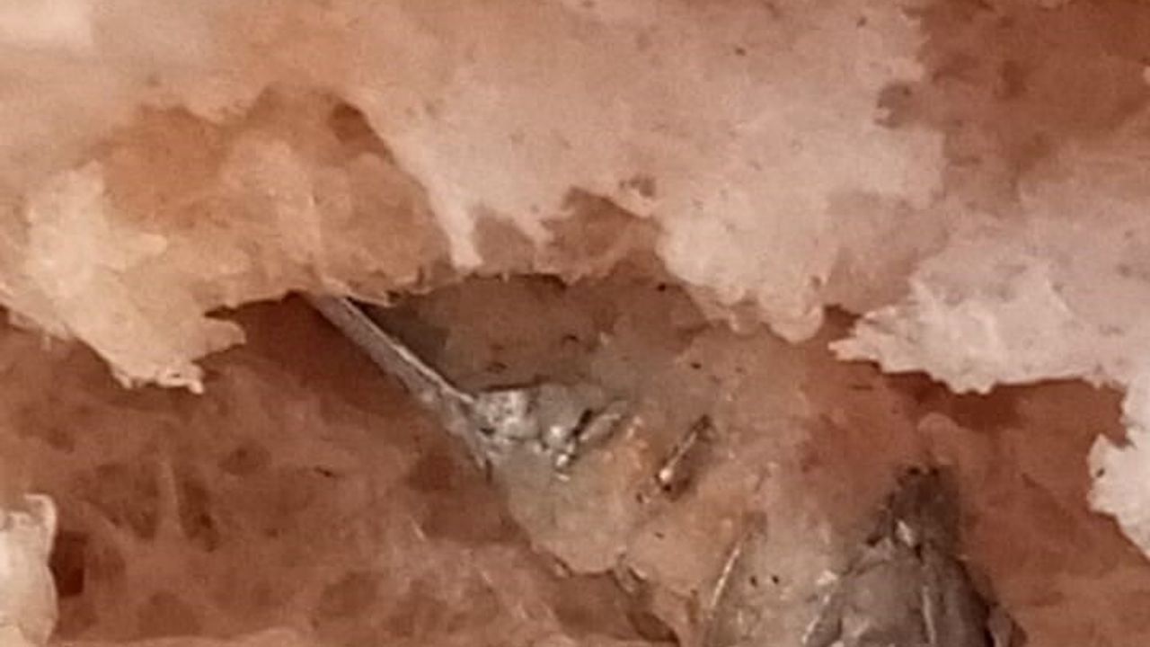 İzmir'de fırından alınan ekmeğin içinden vida çıktı