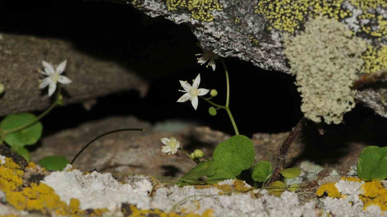 İzmir Göbekotu keşfedildi: Umbilicus choripetalus