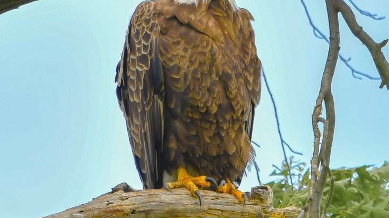 İzmirli doğa fotoğrafçısı Şimşek, New Jersey'de kar baykuşunu fotoğrafladı