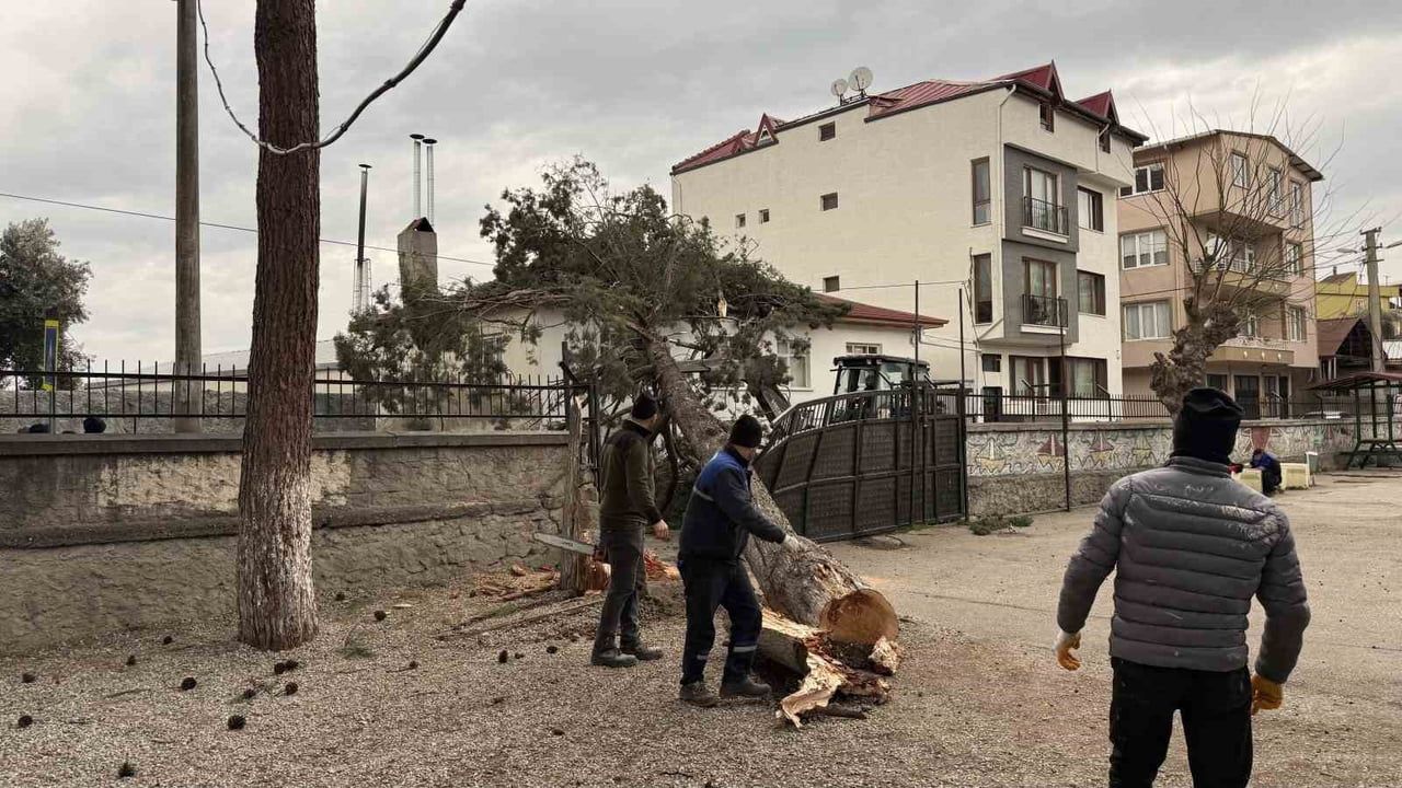 İznik'te dev çam ağacı okul bahçesine devrildi — tatil faciayı önledi