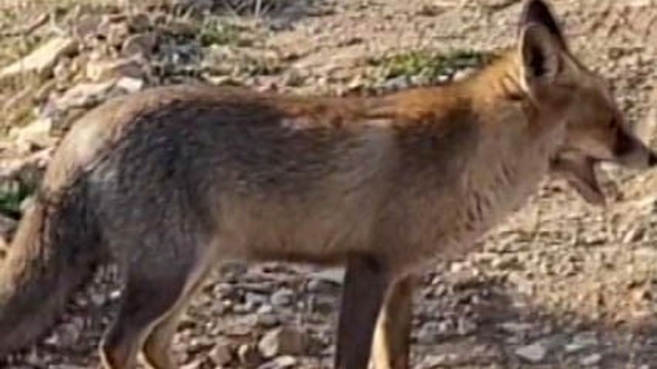 Kahramanmaraş’ta emekli polisin Ahır Dağı’nda tilkiyi çerezle besleme anı