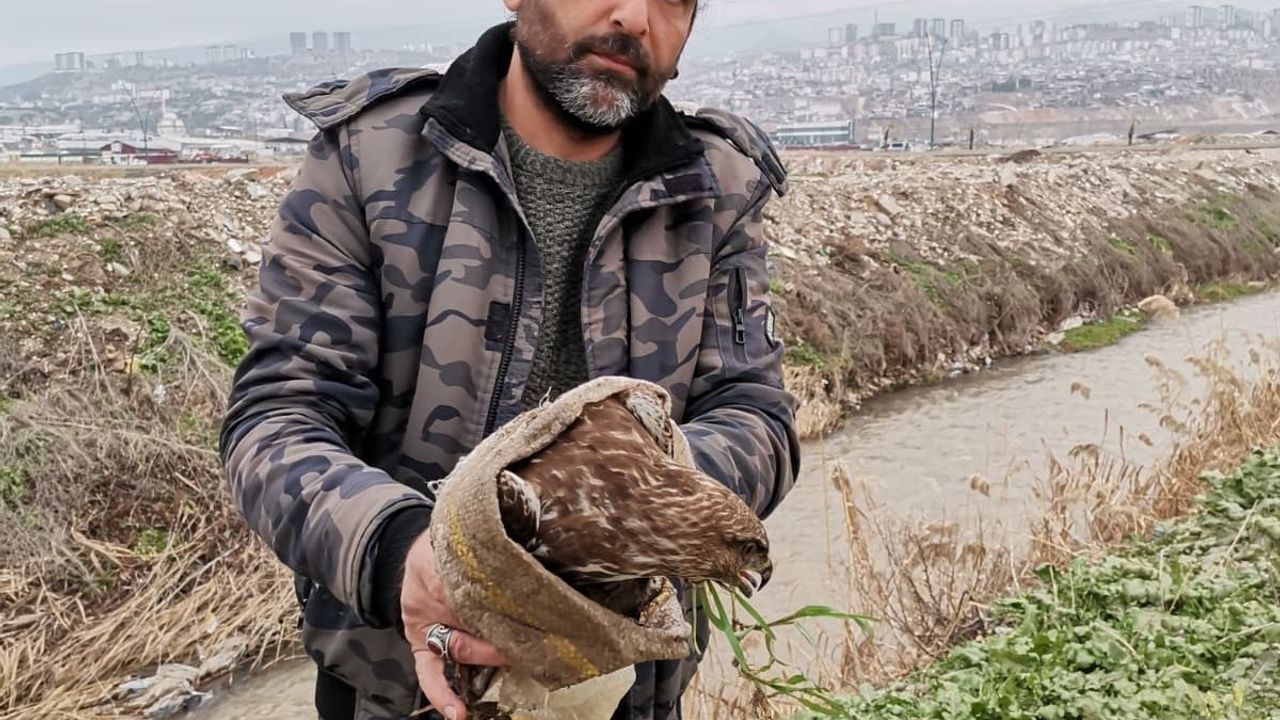 Kahramanmaraş’ta yaralı şahin kurtarıldı
