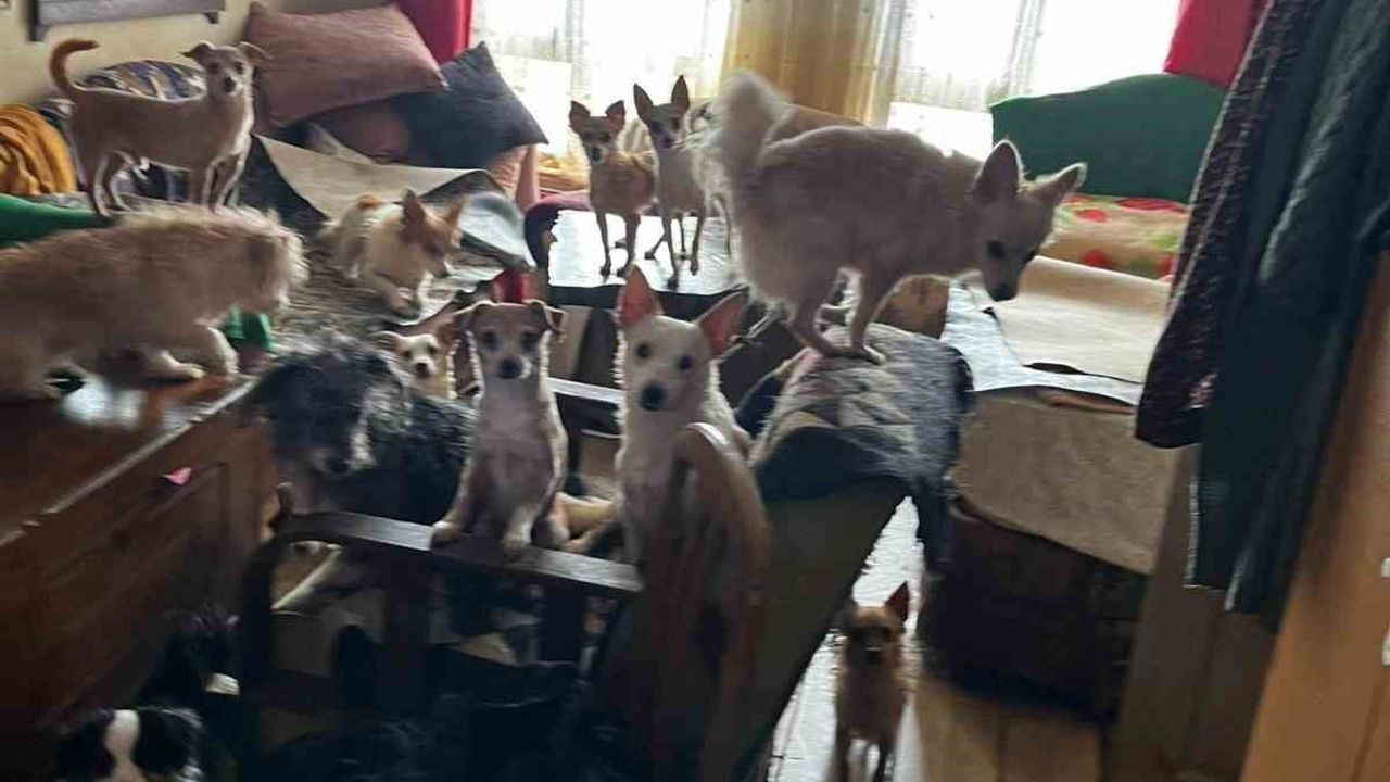 Kandıra’da 55 Hayvan Kurtarıldı: 38 Köpek ve 17 Kedi Bakımevine Sevk Edildi