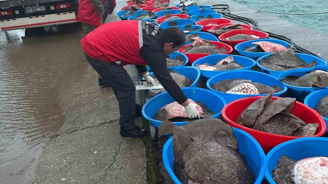 Kandıra’da yasa dışı avlanan 500 kalkan balığı ele geçirildi
