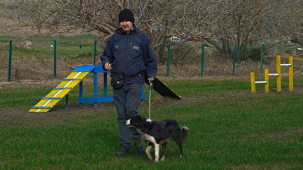 Kangal ve Akbaştan Sonra Çobanlara Border Collie Desteği