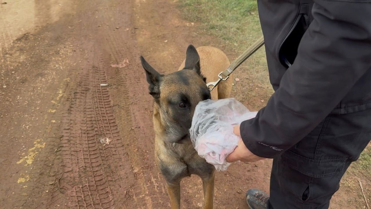 Kapıdağ'da 7. gün: Elif Kumal için arama çalışmaları sürüyor