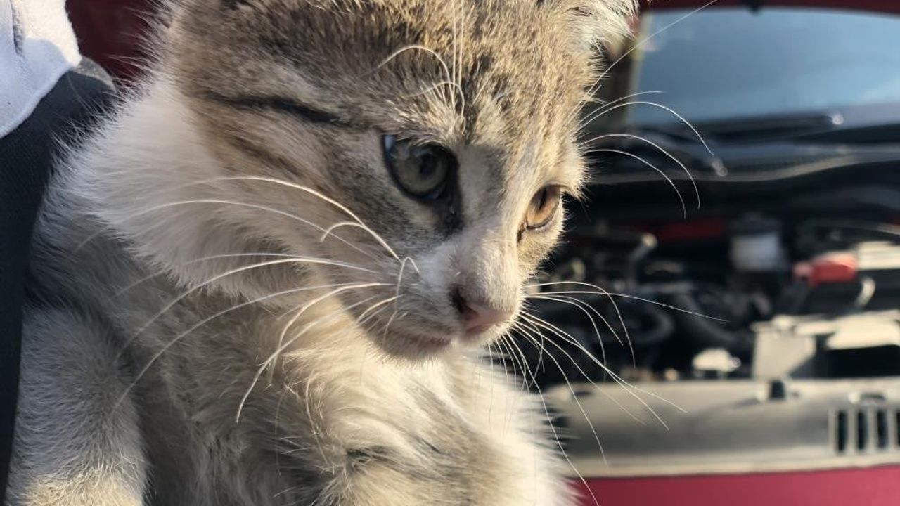 Kaputa Vurun: Soğukta Araç Kaputuna Sığınan Hayvanlar İçin Uyarı