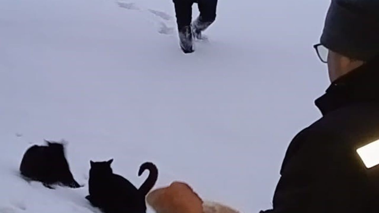 Kar Altındaki Yaylalarda Sahipsiz Hayvanlar İçin Besleme Seferberliği