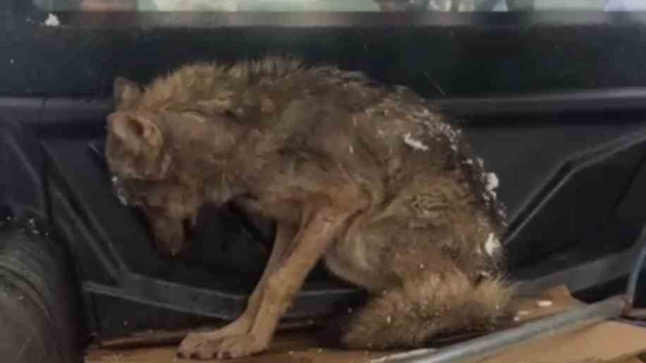 Kar Yüzünden Aç Kalan Kurt Köpek Barınağına Sığındı