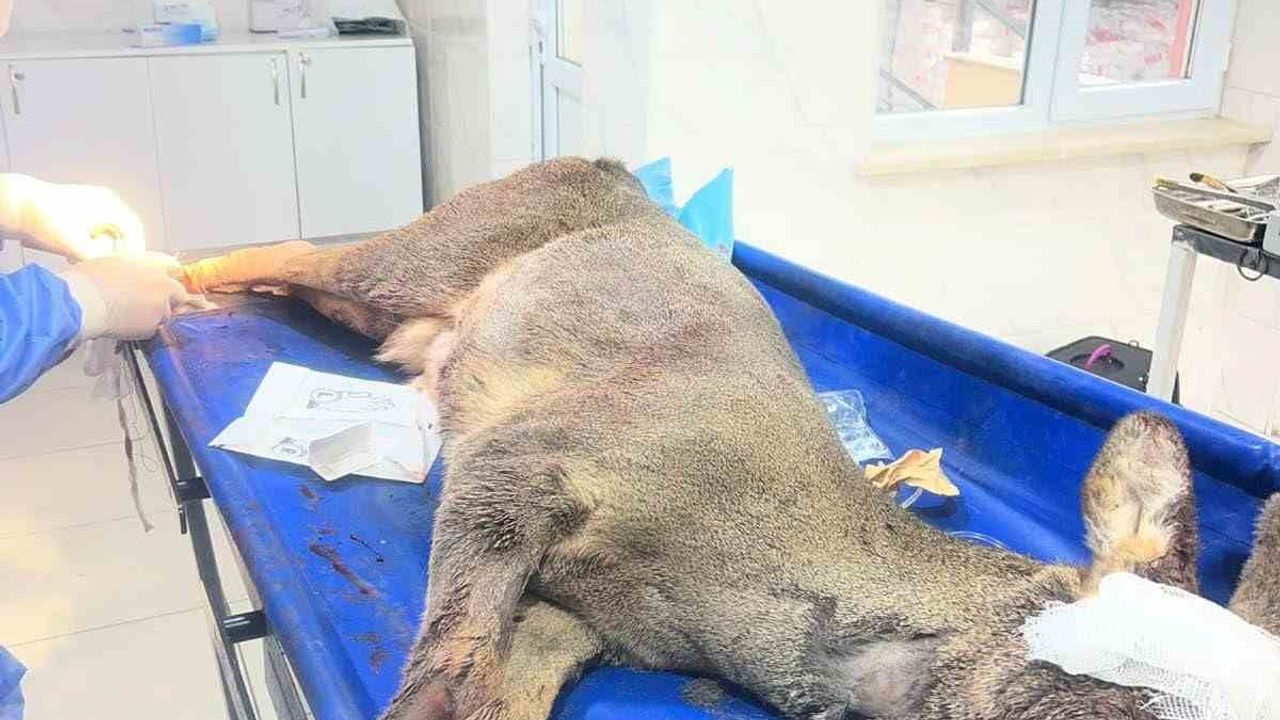 Karabük’te araç çarpan karaca ortopedi ameliyatı ile tedavi edildi