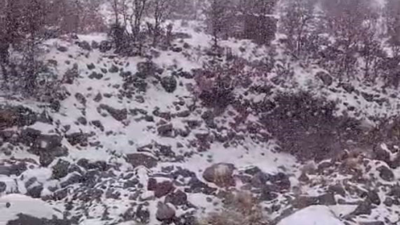 Karacadağ'da yoğun kar yaban hayatını zorladı