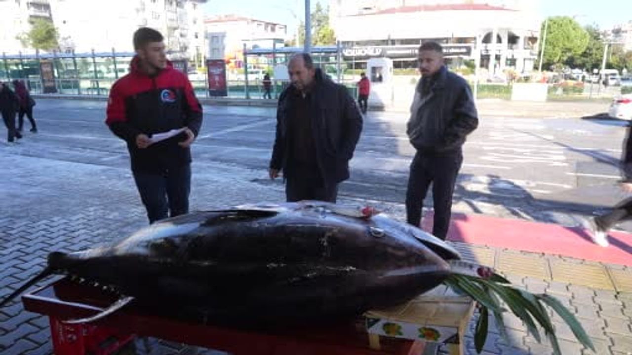 Karadeniz'de 353 kg ağırlığında dev orkinos Samsun Atakum'ta sergilendi