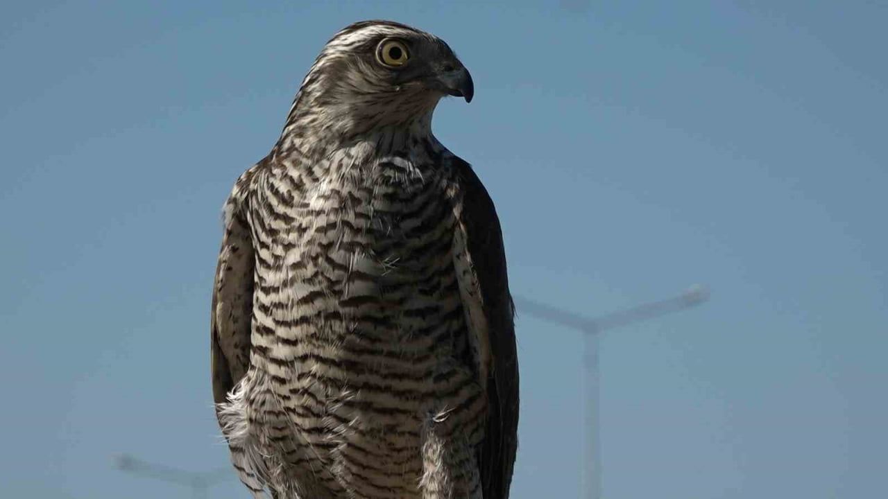 Karadeniz'de Atmacacılık: Sabunlu Sudan Ağlara Uzanan Gelenek