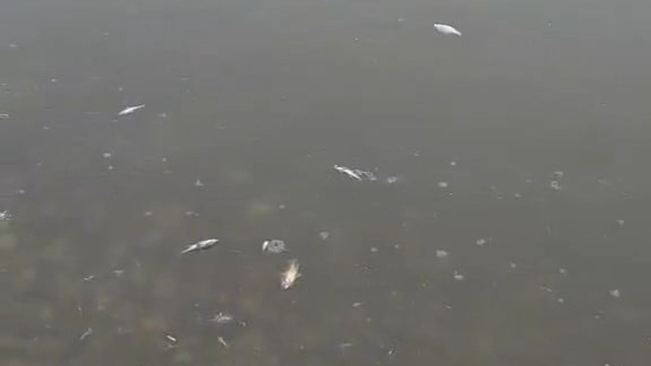 Karaidemir Barajı'nda balık ölümleri endişe yarattı