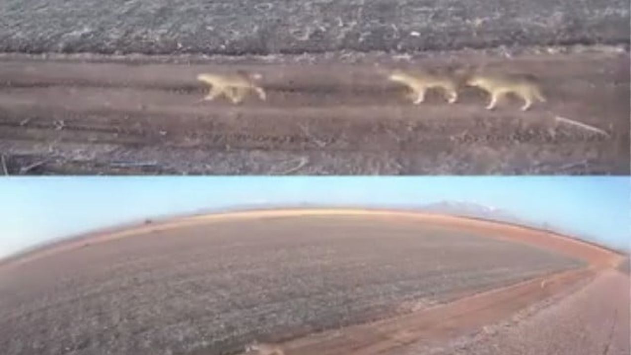 Karaman'da yiyecek arayan kurt sürüsü ovaya indi