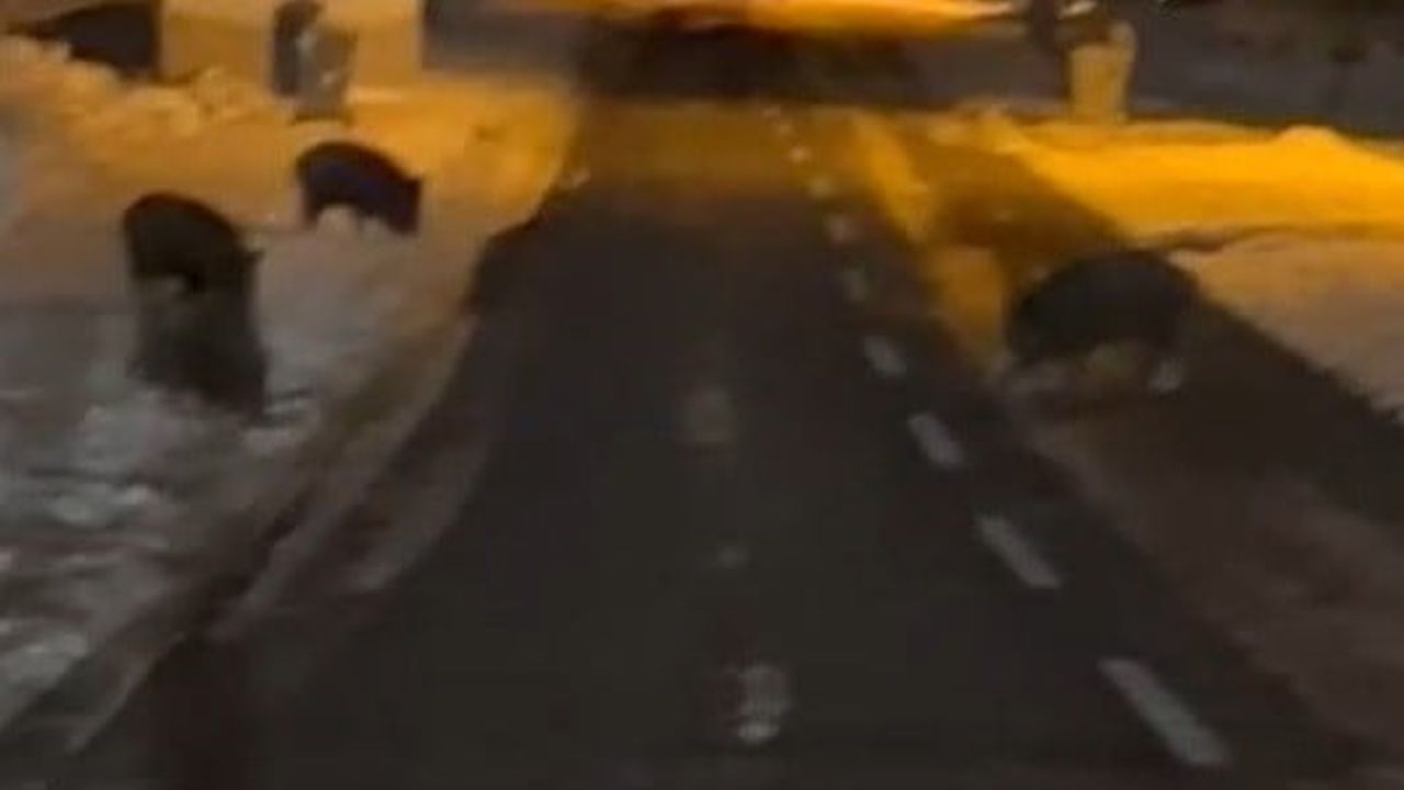 Karapınar'da aç kalan yaban domuzları yerleşim yerine indi