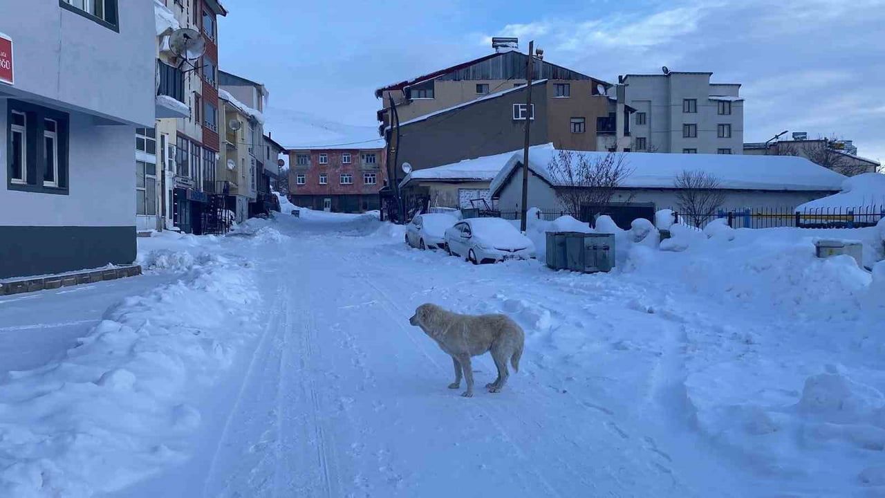 Karlıova'da Kar Kalınlığı 1 buçuk Metreye Ulaştı, İlçe Sessizliğe Büründü