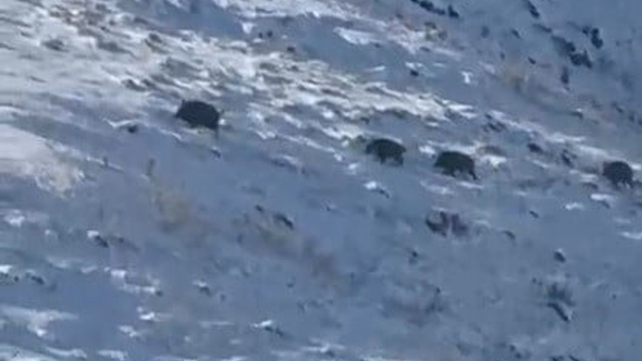 Kars’ta aç kalan yaban domuzları köylere indi