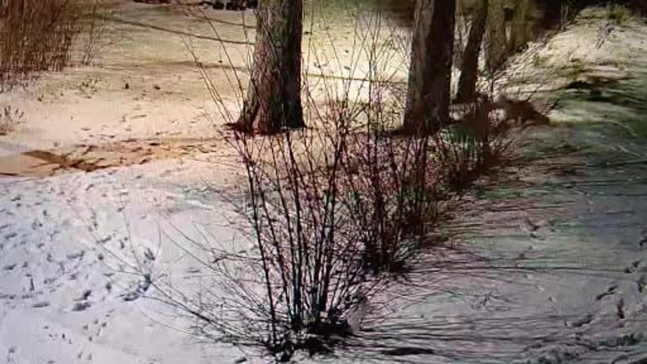 Kars'ta kar üzerinde oyun: İki tilkinin bahçe eğlencesi güvenlik kamerasında