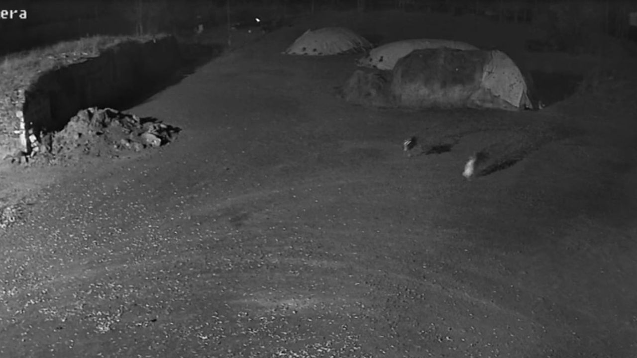 Kars’ta kurtlar samanlıkta uyuyan köpeği alıp götürdü