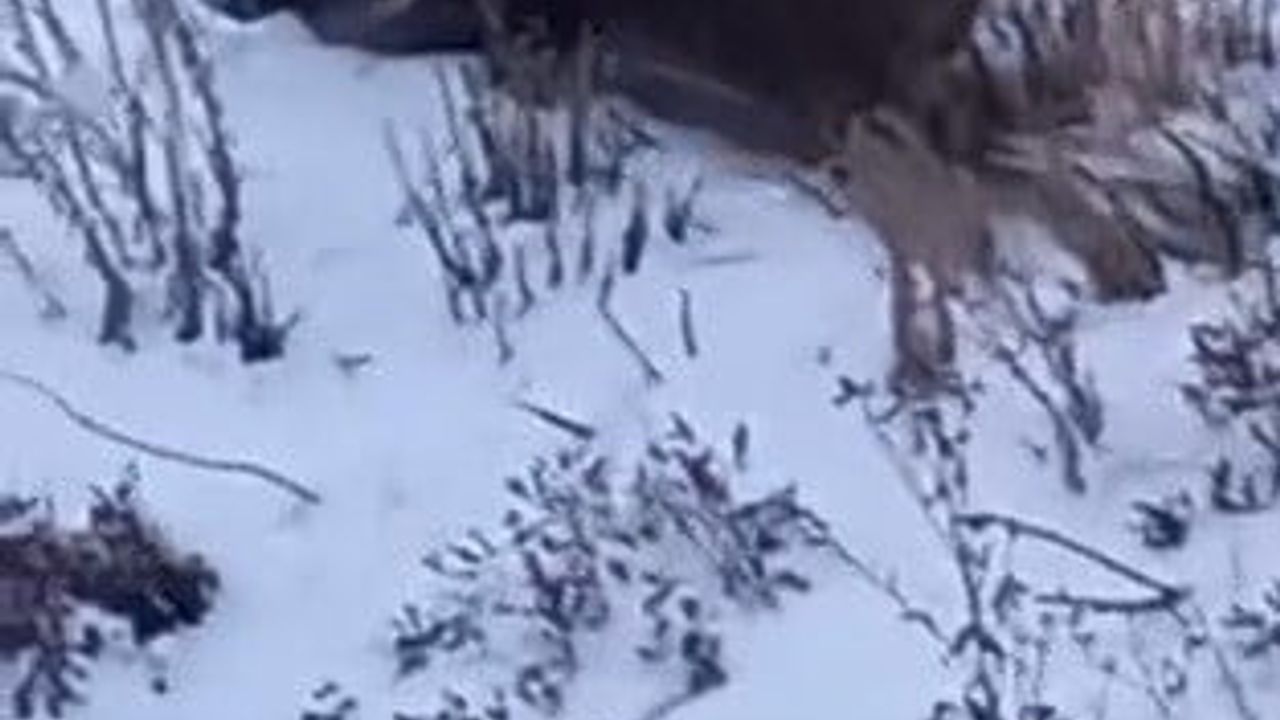 Kars'ta yaban domuzu yol kenarında cep telefonuna yakalandı