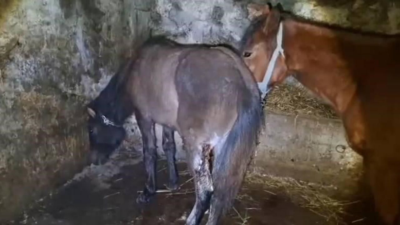 Kars’ta yaklaşık 15 at yaralandı