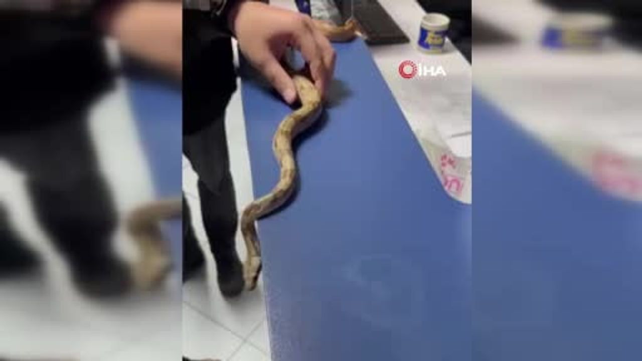 Karşıyaka'da kafede Mısır yılanıyla dolaşan kişiye 11 bin 977 TL ceza