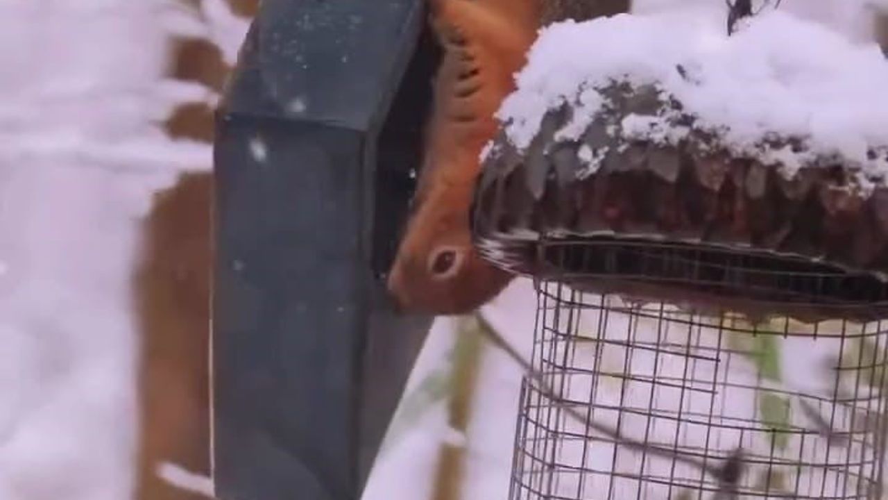 Kartepe'de karlar altında kızıl geyik görüntüsü
