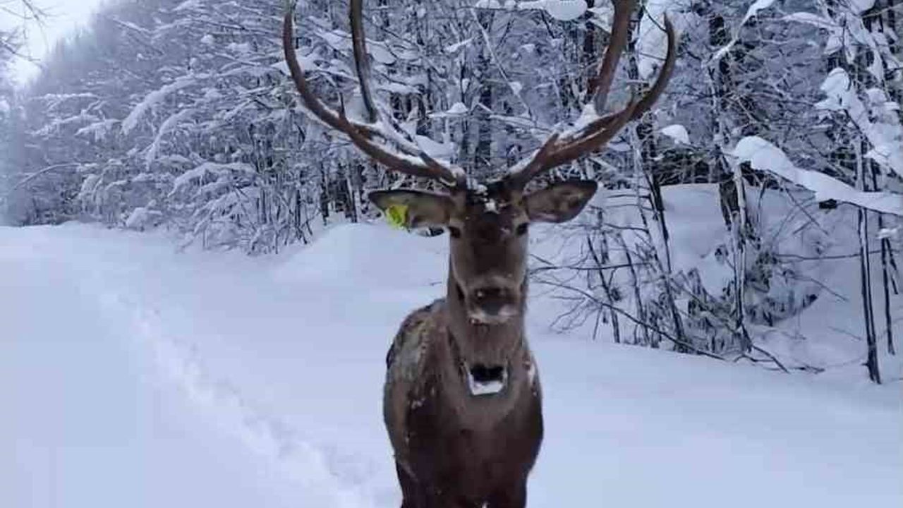Kartepe'de karlar arasında yürüyen kızıl geyik dronla görüntülendi